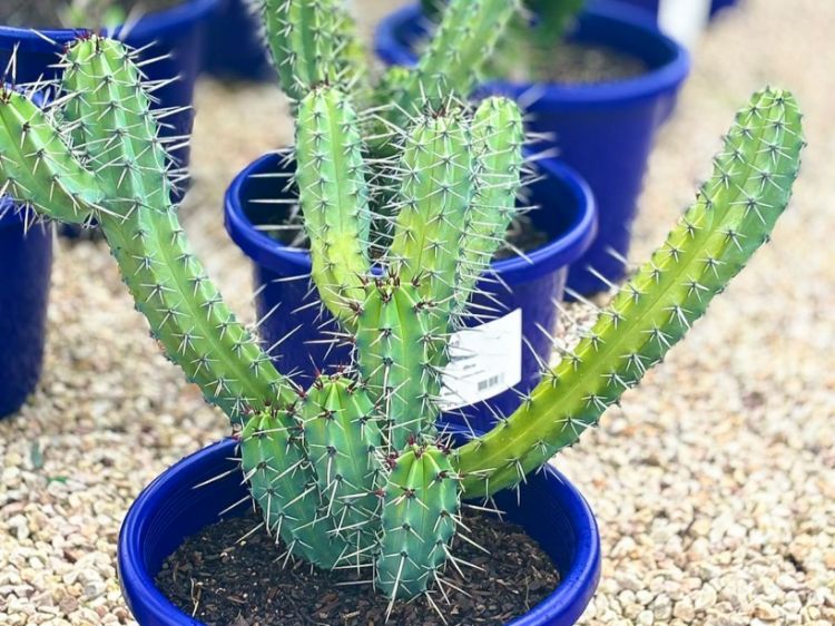 Picture of Myrtillocactus cochal