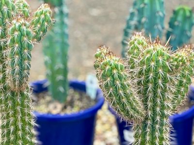 Picture of Pilocereus gounellei