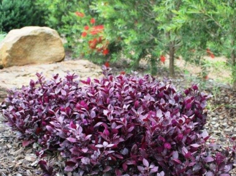 Picture of Alternanthera dentata Little Ruby PBR