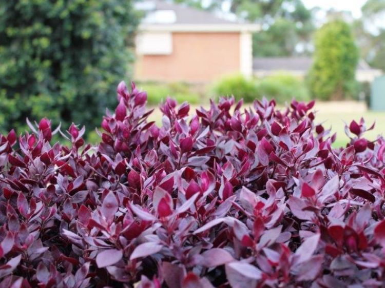 Picture of Alternanthera dentata Little Ruby PBR