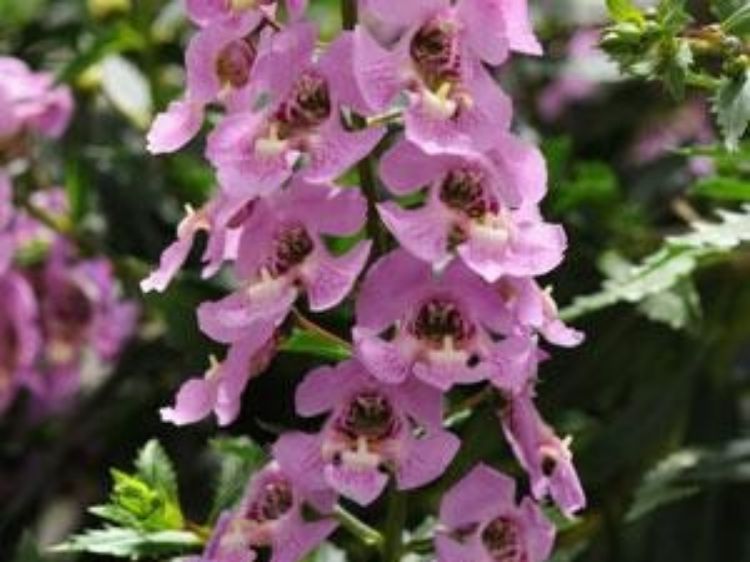 Picture of Angelonia angustifolia Archangel Pink