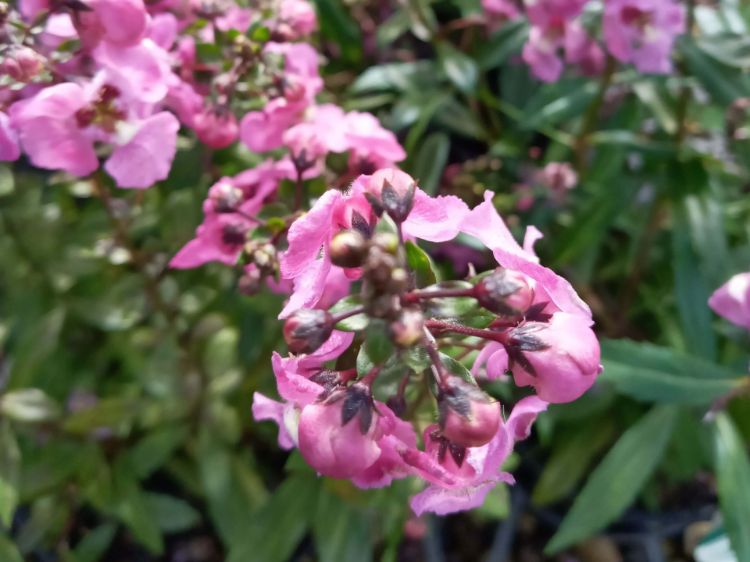 Picture of Angelonia angustifolia Archangel Pink