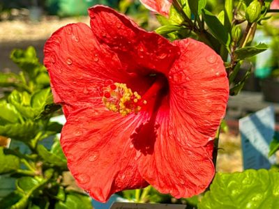 Picture of Hibiscus rosa sinensis Apollo