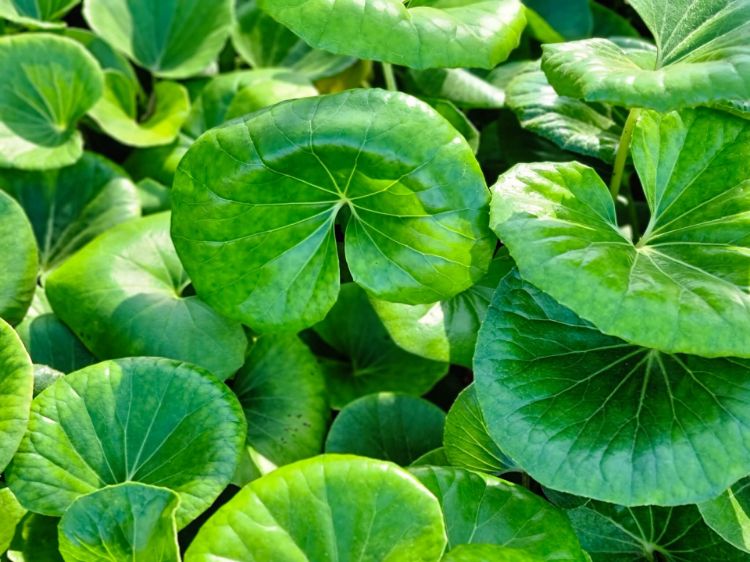 Picture of Ligularia reniformis Designer Verde