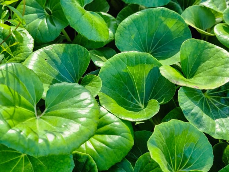 Picture of Ligularia reniformis Designer Verde