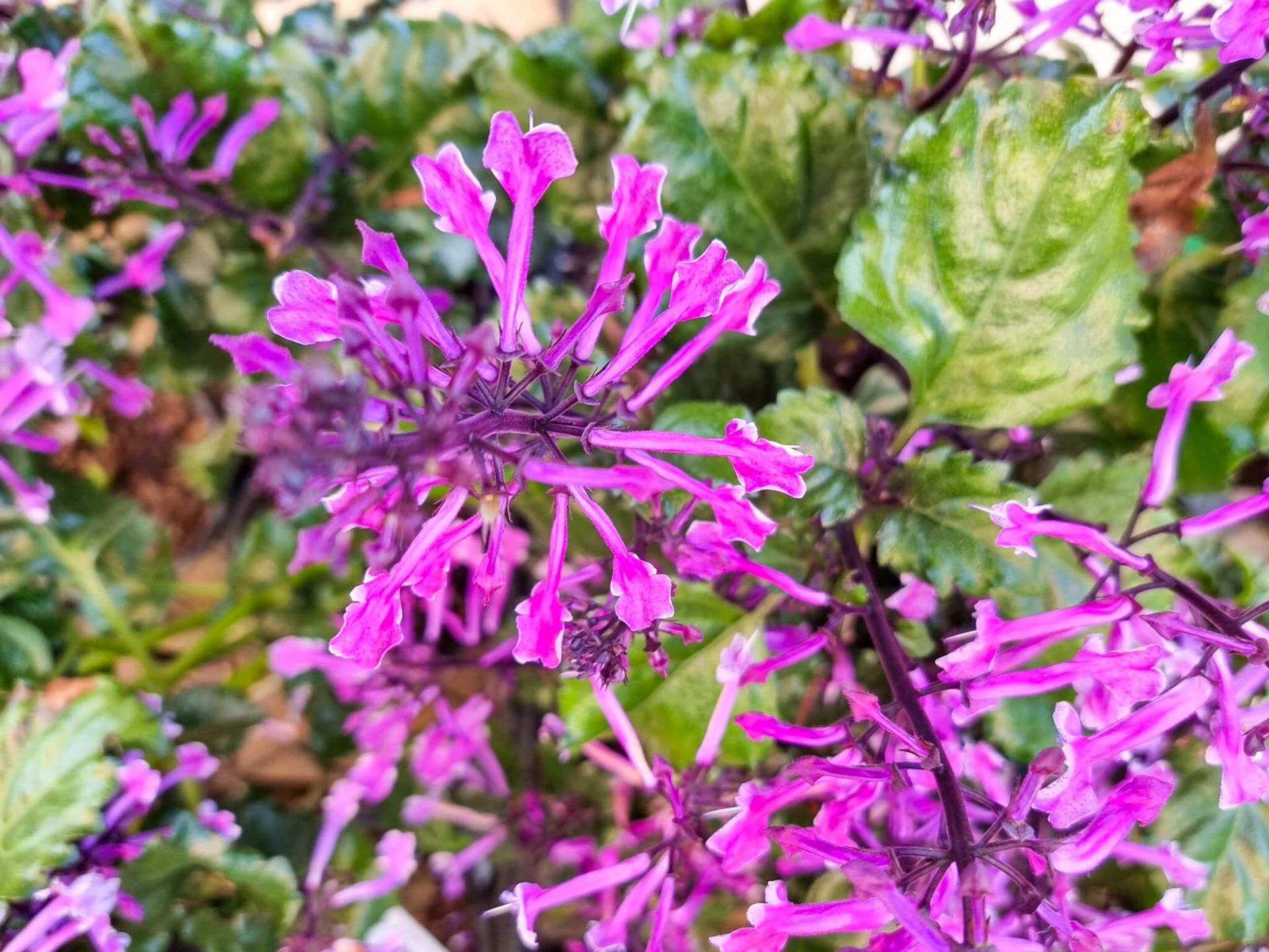 Plectranthus hybrida Mona Amethyst PBR | Wholesale Nursery - Nurseries ...