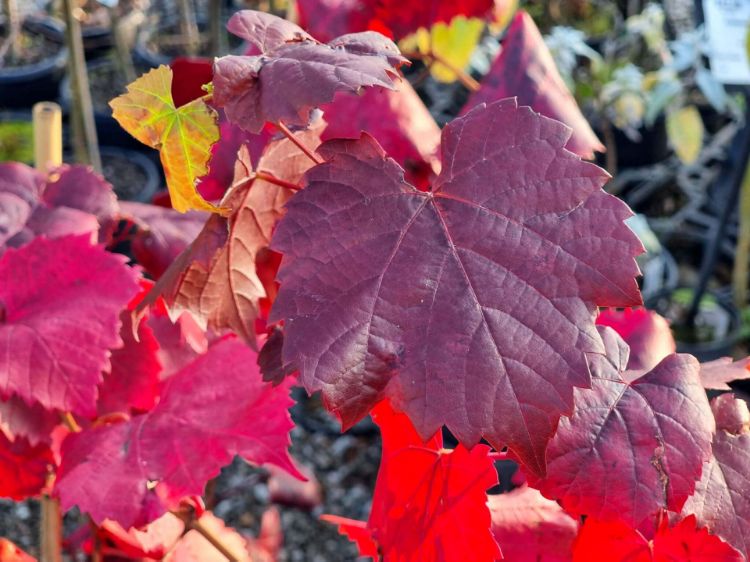 Picture of Vitis vinifera