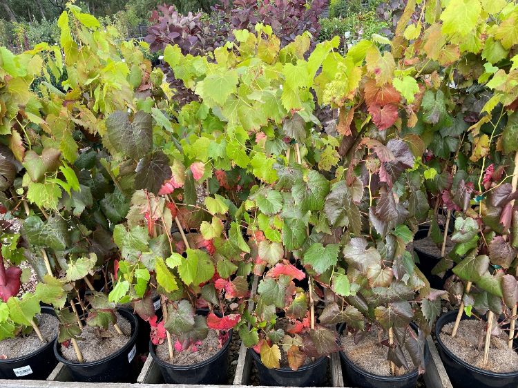 Picture of Vitis vinifera