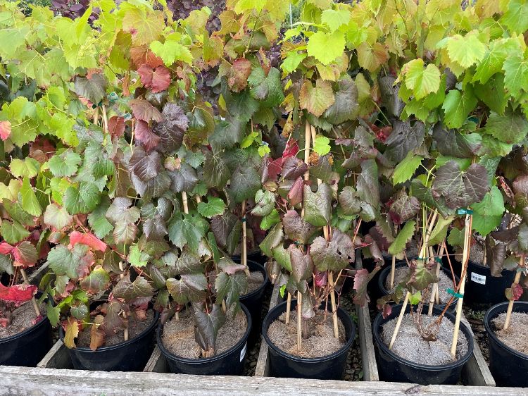 Picture of Vitis vinifera