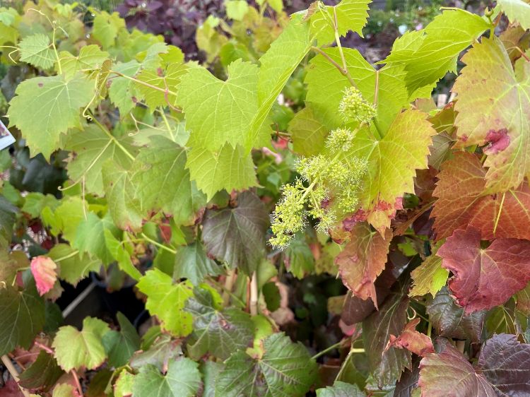 Picture of Vitis vinifera