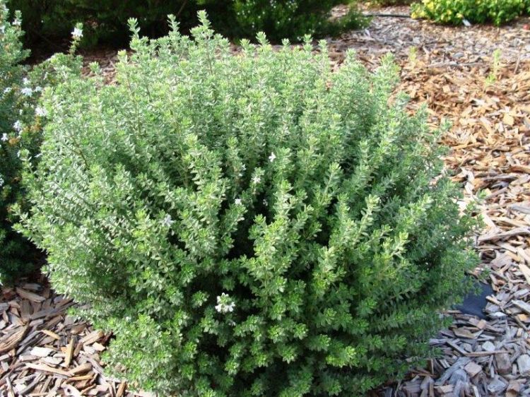 Westringia fruticosa Grey Box PBR. Common name - Native Rosemary, Coastal Rosemary, Coast Rosemary, WES04