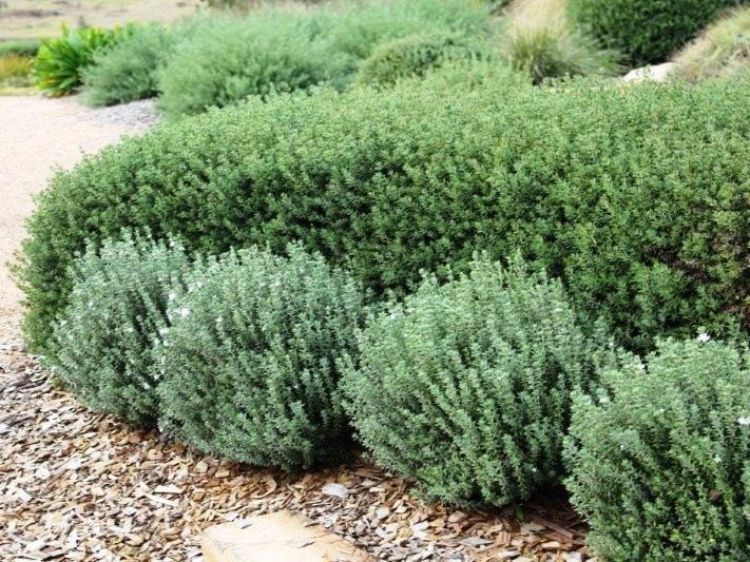 Westringia fruticosa Grey Box PBR. Common name - Native Rosemary, Coastal Rosemary, Coast Rosemary, WES04