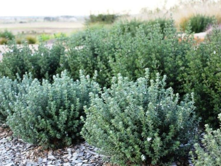 Westringia fruticosa Grey Box PBR. Common name - Native Rosemary, Coastal Rosemary, Coast Rosemary, WES04