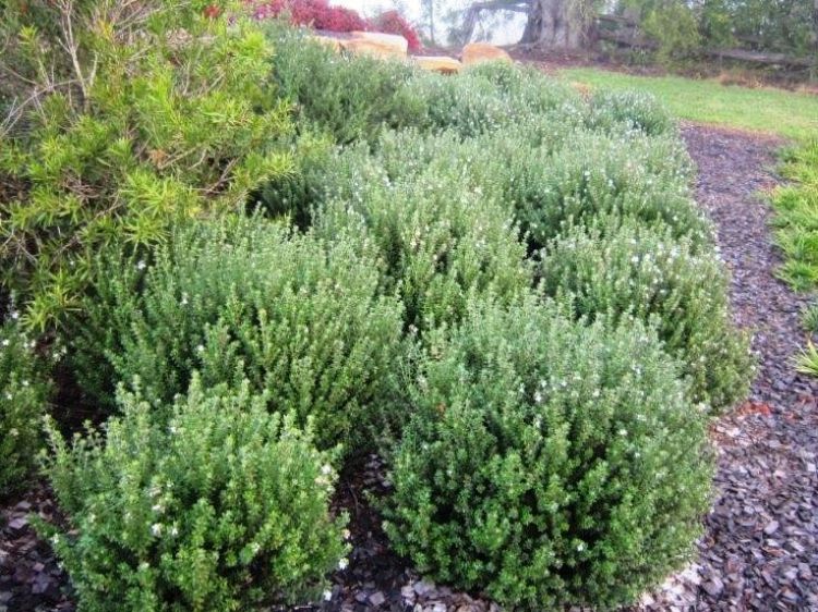 Westringia fruticosa Grey Box PBR. Common name - Native Rosemary, Coastal Rosemary, Coast Rosemary, WES04