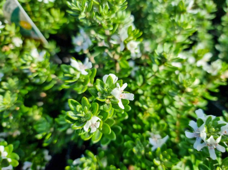 Picture of Westringia fruticosa Grey Box PBR