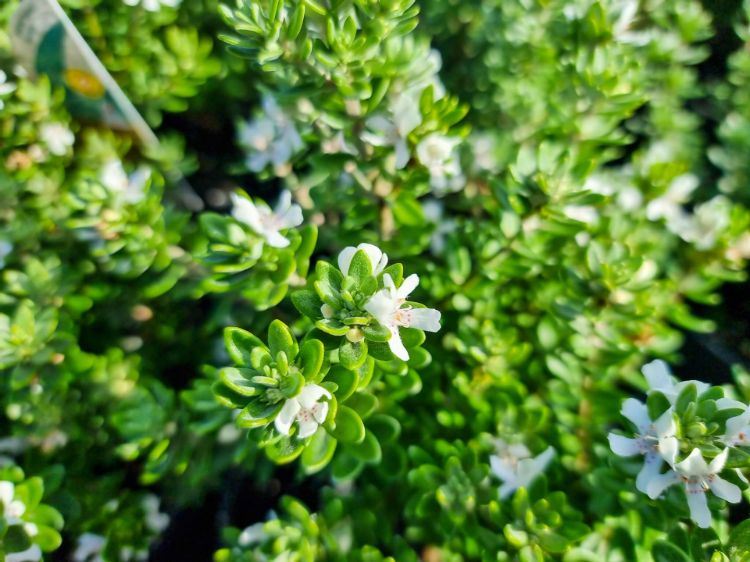 Westringia fruticosa Grey Box PBR. Common name - Native Rosemary, Coastal Rosemary, Coast Rosemary, WES04