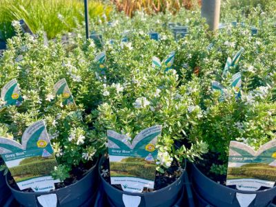 Westringia fruticosa Grey Box PBR. Common name - Native Rosemary, Coastal Rosemary, Coast Rosemary, WES04