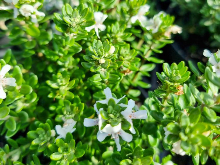 Westringia fruticosa Grey Box PBR. Common name - Native Rosemary, Coastal Rosemary, Coast Rosemary, WES04