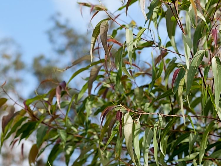 Picture of Corymbia citriodora