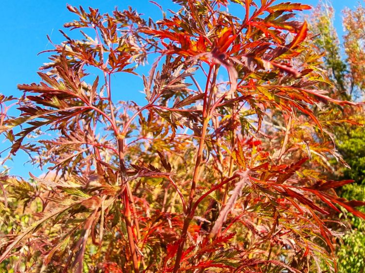 Picture of Acer palmatum Dissectum Seiryu