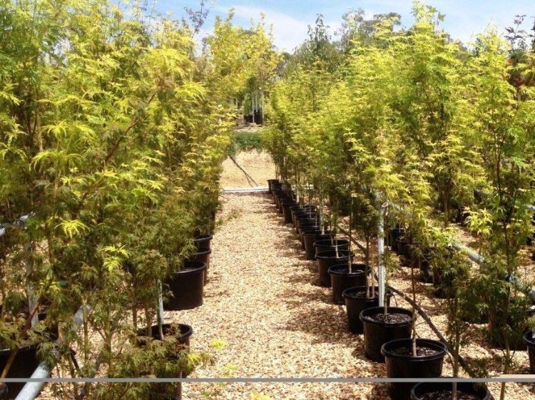 Picture of Acer palmatum Dissectum Seiryu