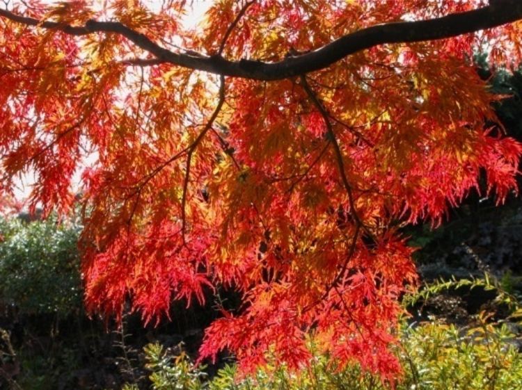 Picture of Acer palmatum Dissectum Seiryu
