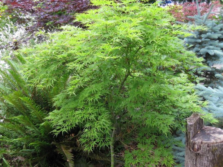 Picture of Acer palmatum Dissectum Seiryu