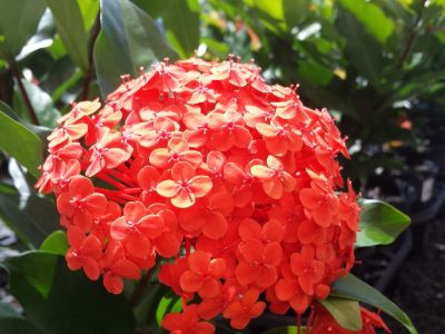 Picture of Ixora chinensis Prince Of Orange