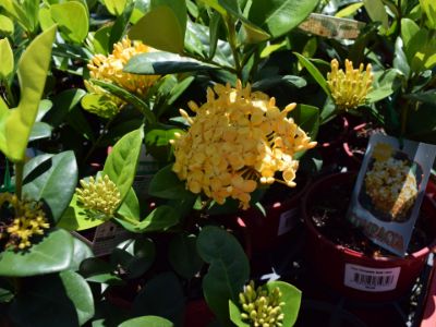 Picture of Ixora hybrida Compacta Gold
