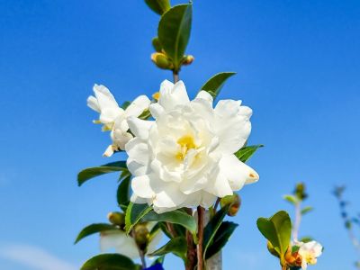 Picture of Camellia sasanqua Avalanche