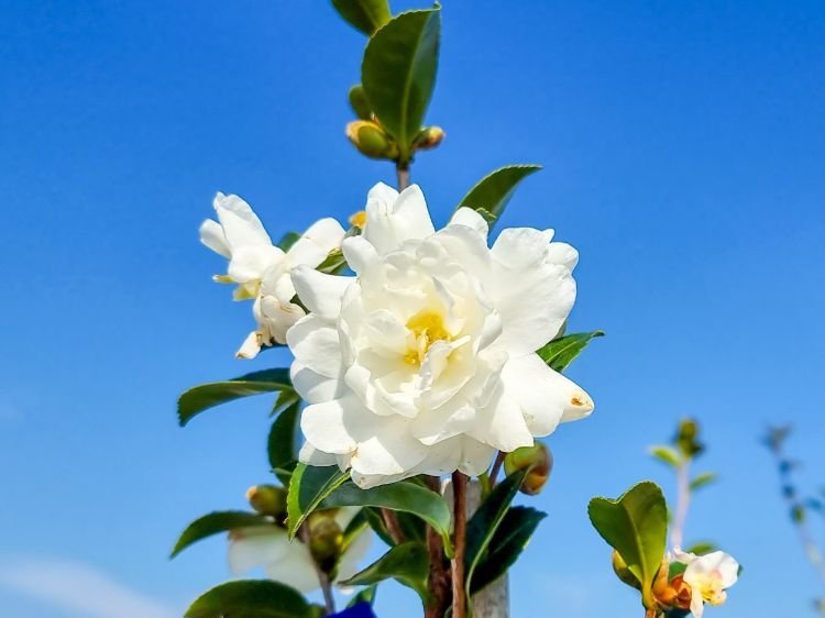 Picture of Camellia sasanqua Avalanche