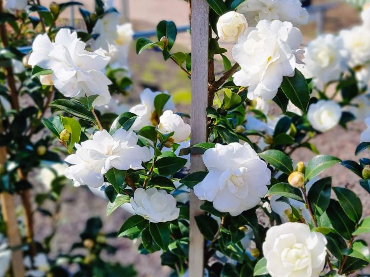 Picture of Camellia sasanqua Avalanche
