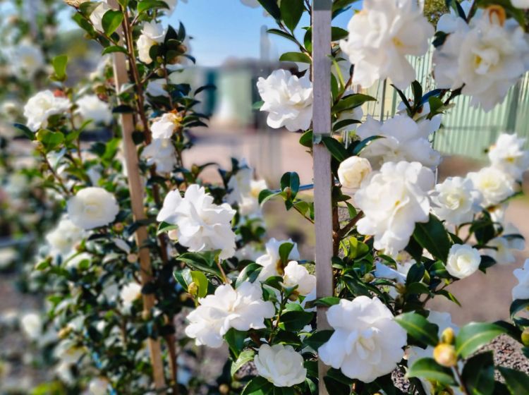Picture of Camellia sasanqua Avalanche