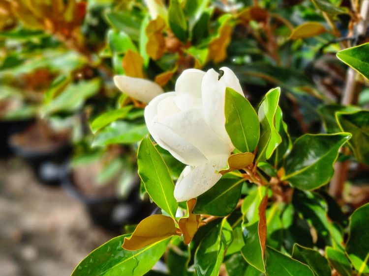 Picture of Magnolia grandiflora Little Gem