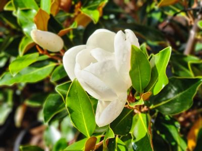 Picture of Magnolia grandiflora Little Gem