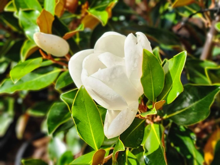 Picture of Magnolia grandiflora Little Gem