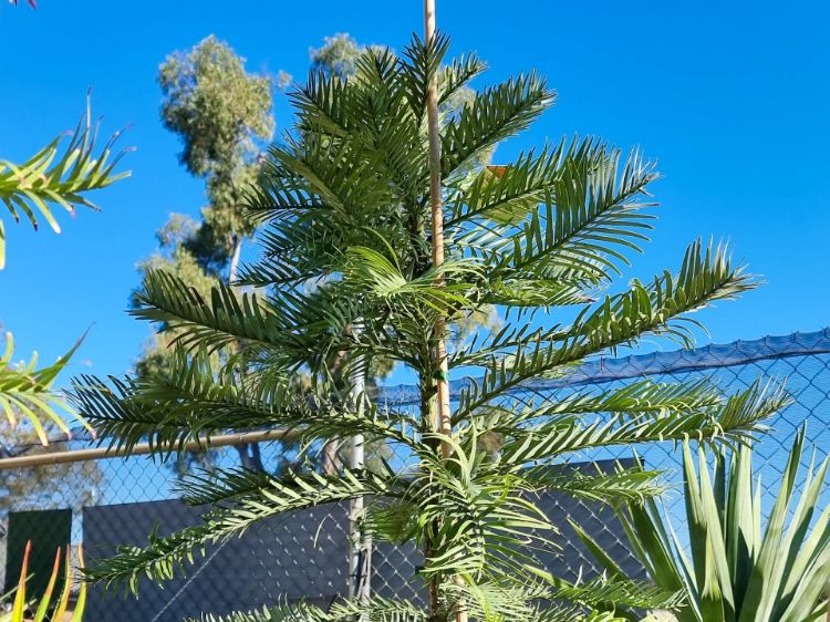 Picture of Wollemia nobilis