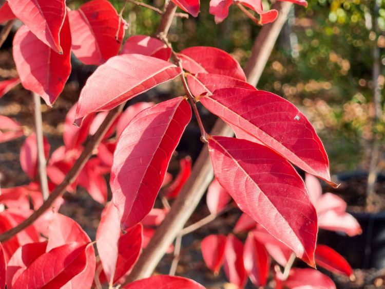 Picture of Lagerstroemia indica fauriei Natchez