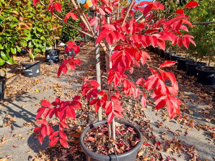 Picture of Lagerstroemia indica fauriei Natchez