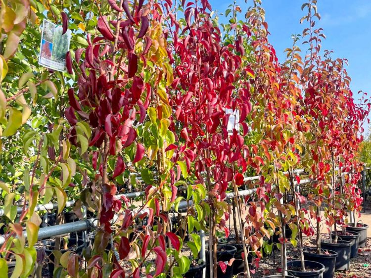 Picture of Pyrus calleryana Chanticleer