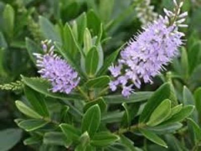 Picture of Hebe hybrida Wiri Image