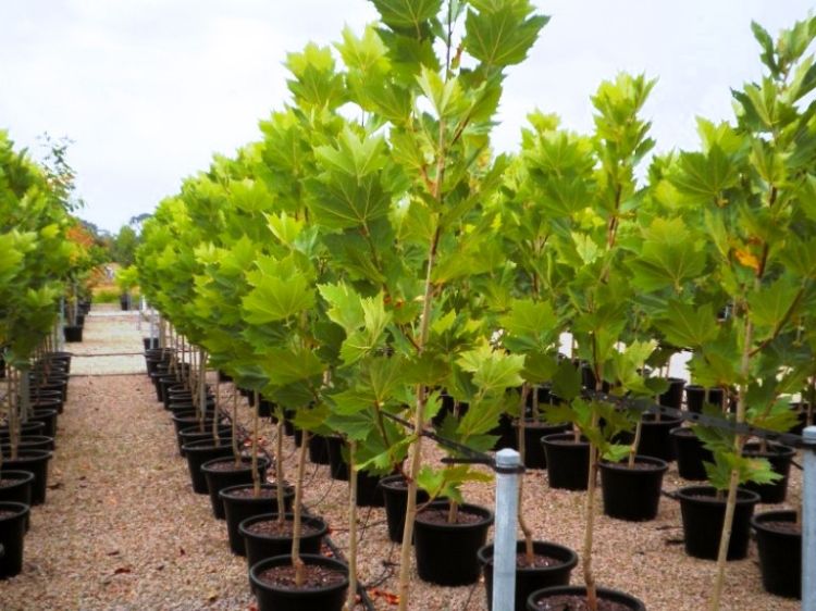 Picture of Platanus acerifolia