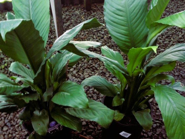 Picture of Spathiphyllum hybrida Blue Moon