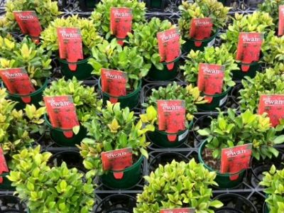 Picture of Metrosideros collina Little Ewan