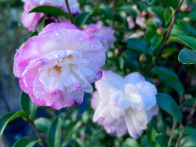 Picture of Camellia sasanqua Pure Silk