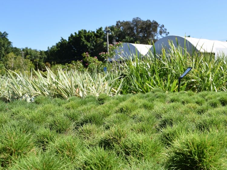 Picture of Zoysia tenuifolia