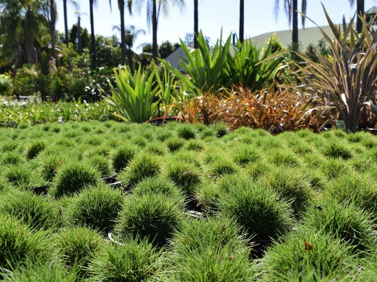 Picture of Zoysia tenuifolia