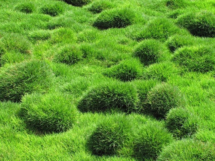 Picture of Zoysia tenuifolia