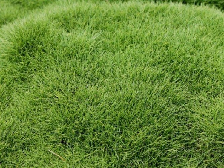 Picture of Zoysia tenuifolia