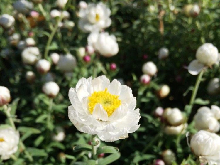 Picture of Rhodanthe anthemoides